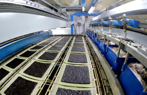 連云港紫菜加工生產忙